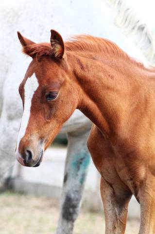 Veulen (vr) Franse rijpony PFS Te koop 2026 Vos