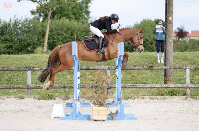 Merrie Franse rijpony PFS Te koop 2020 Vos ,  VOLUPTO DES BOURDONS