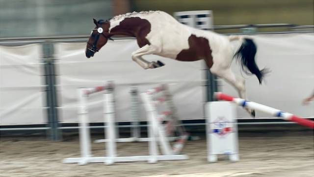 Veulen (vr) Selle Fran&ccedil;ais Te koop 2023 Bont ,  Envol van de Rib