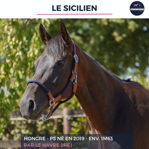 Ruin Volbloed Te koop 2019 Donker bruin / bai