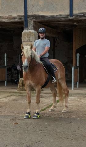 Ruin Haflinger Te koop 2019 Lichte manen en staart
