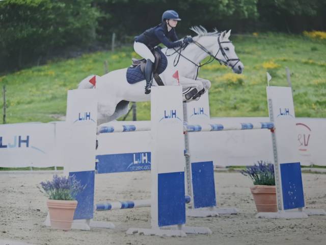 Merrie Belgische pony Te koop 2012 Schimmel