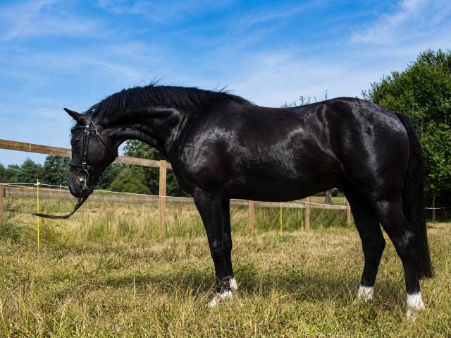 Ruin Franse rijpony PFS Te koop 2023 Zwart