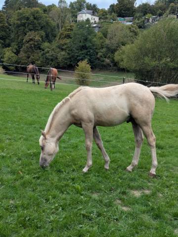 Ruin Franse rijpony PFS Te koop 2026 Palomino ,  GREATSTAR EMBET TILIA