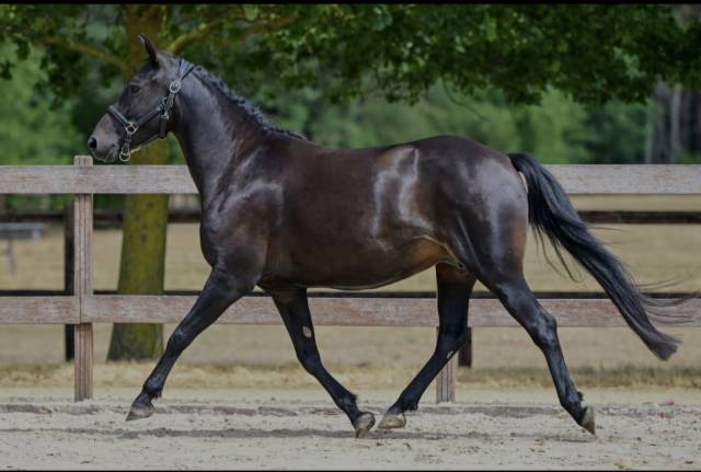 Merrie New Forest Te koop 2021 Zwart ,  Riddersholm Salem