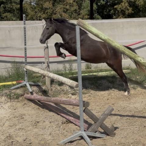Ruin Welsh Pony (Section B) Te koop 2023 Schimmel