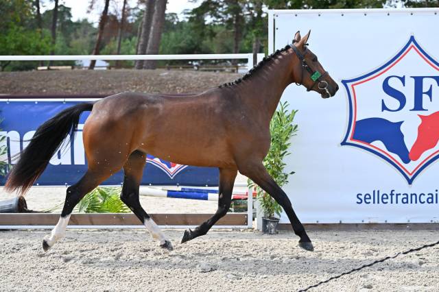 Merrie Selle Fran&ccedil;ais Te koop 2023 Donker bruin / bai ,  Jilbert van't ruytershof
