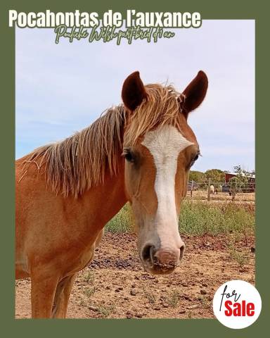 Veulen (vr) Welsh Partbred Te koop 2025 Vos
