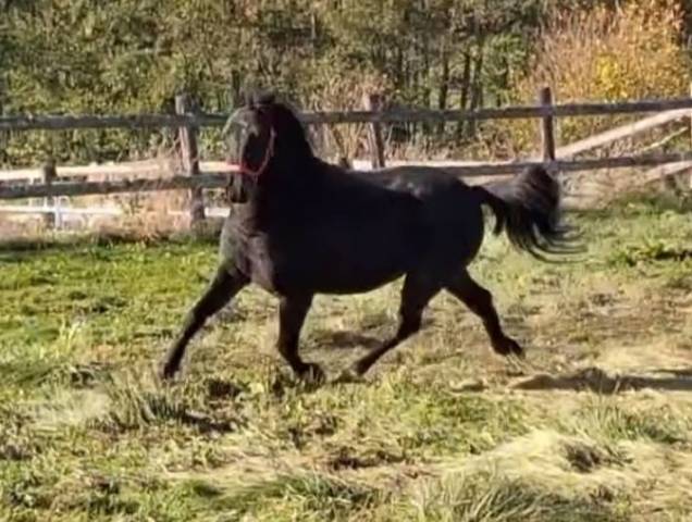 Ruin Franse rijpony PFS Te koop 2022 Bruin / Bai ,  Guernica de Jomat
