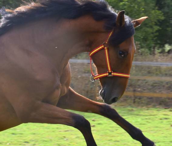 Ruin PRE Puur Ras Spaans Te koop 2024 Donker bruin / bai ,  Botero LH