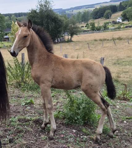 Veulen (vr) Lusitano Te koop 2026 Isabel