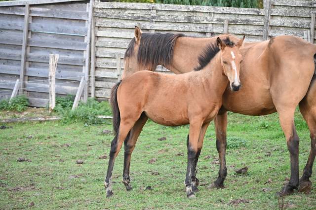 Veulen (vr) Lusitano Te koop 2026 Isabel