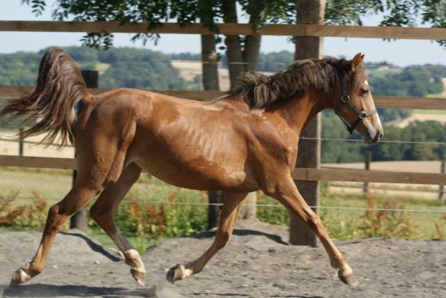 Merrie Franse rijpony PFS Te koop 2025 Koffie vos ,  Carwyn d'isky