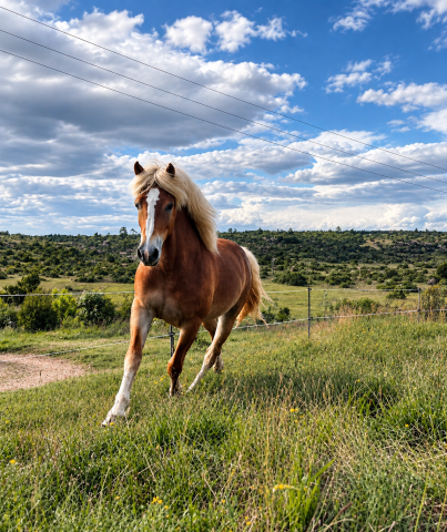 Ruin Haflinger Te koop 2022 Vos ,  Aladin Z