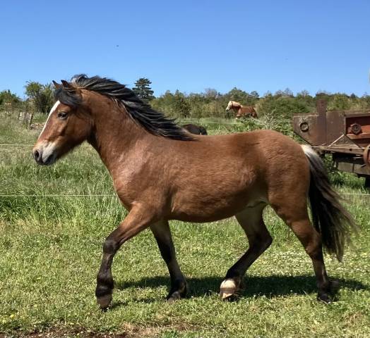 Ruin Welsh Pony (Section A) Te koop 2023 Bruin / Bai