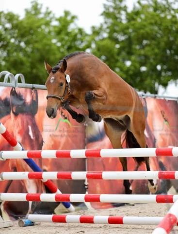 Merrie Franse rijpony PFS Te koop 2022 Donker bruin / bai