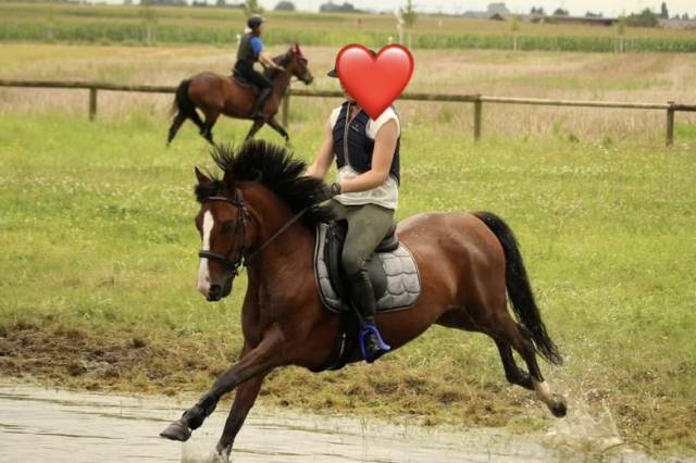 Ruin Bekend ras Te koop 2013 Donker bruin / bai