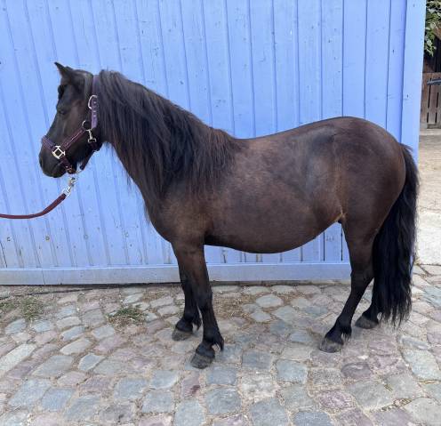 Merrie Shetland Te koop 2015 Zwart