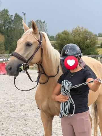 Ruin New Forest Te koop 2022 Palomino