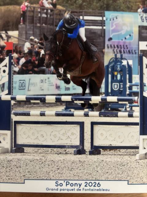 Merrie Franse rijpony PFS Te koop 2020 Donker bruin / bai ,  LAUDATOR