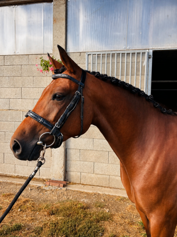 Merrie Franse rijpony PFS Te koop 2023 Donker bruin / bai