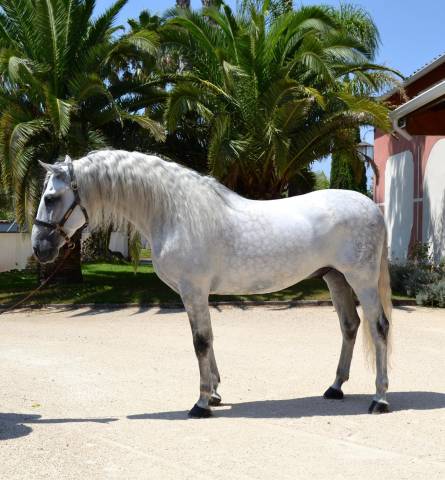 Ruin CDE Caballo Deporte Espanol Te koop 2015 Schimmel