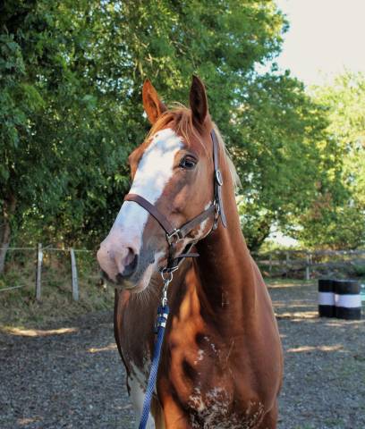 Ruin Welsh Partbred Te koop 2020 Overo
