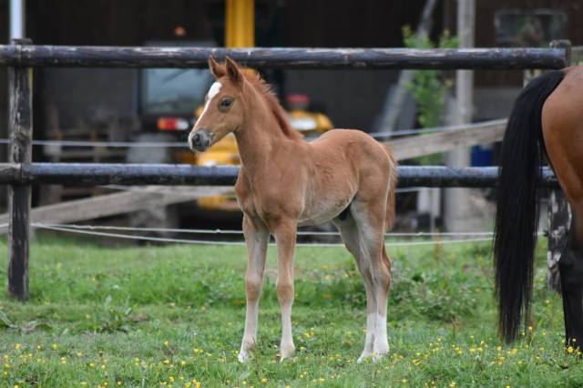 Veulen (ml) Franse rijpony PFS Te koop 2026 Vos ,  Gold &Eacute;ternel Poune&rsquo;s