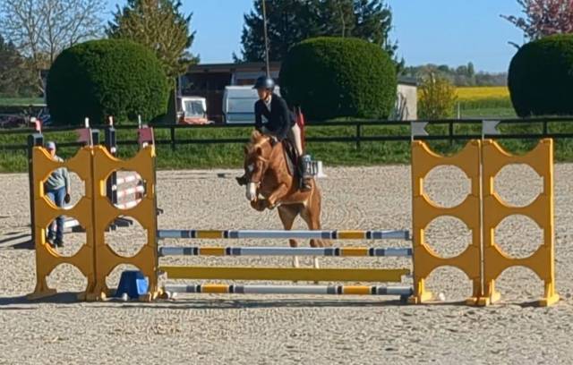 Merrie Franse rijpony PFS Te koop 2021 Vos