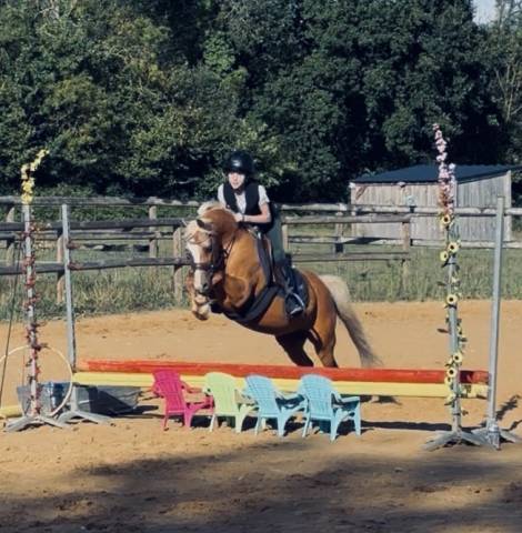 Ruin Welsh Pony (Section B) Te koop 2015 Palomino ,  Eyarth enzo