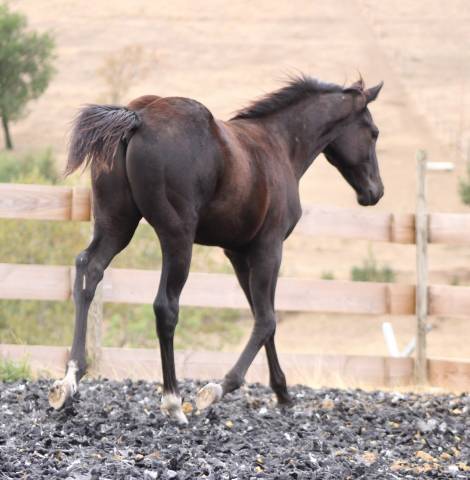 Veulen (ml) Paint Horse Te koop 2026 Zwart