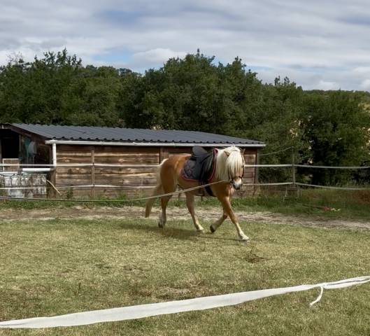 Merrie Haflinger Half pension 2011 Lichte manen en staart