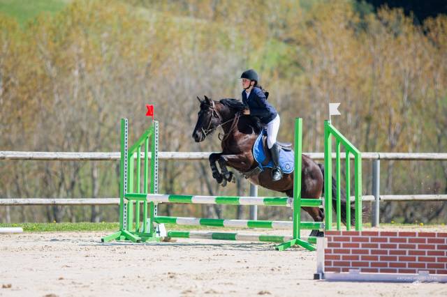 Ruin Franse rijpony PFS Te koop 2021 Zwart ,  Carlisto d'&eacute;t&eacute;