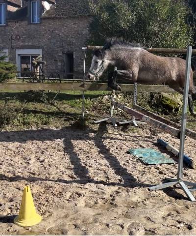 Ruin Franse rijpony PFS Te koop 2021 Schimmel