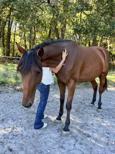 Merrie Franse draver  Te koop 2021 Donker bruin / bai ,  The Best Madrik