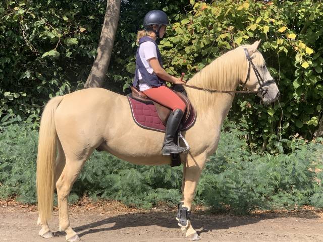 Ruin Franse rijpony PFS Te koop 2021 Cr&egrave;me ,  Cremell&rsquo;aux Lays