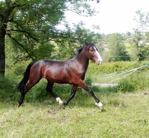 Hengst Franse rijpony PFS Te koop 2023 Bruin / Bai ,  Bandro Hit Linaro (PFS)