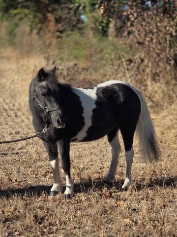 Merrie Ras onbekend Te koop 2006 Bont
