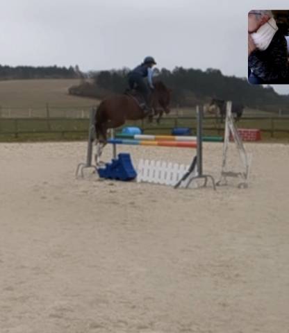 Merrie New Forest Te koop 2021 Vos