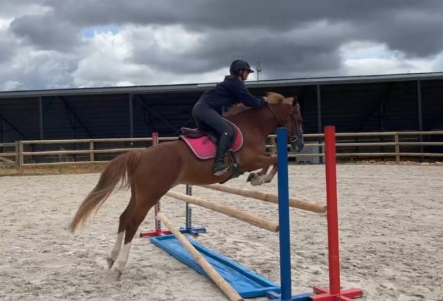 Merrie Franse rijpony PFS Te koop 2021 Vos ,  ugo des clas