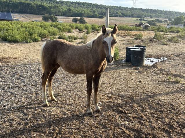 Veulen (vr) Welsh Partbred Te koop 2026 Palomino