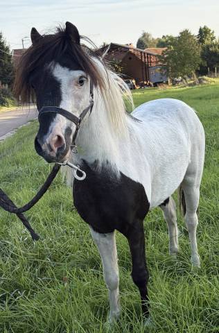 Dekhengst Andere pony rassen Te koop 2022 Bont