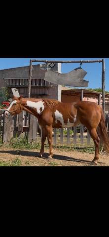 Merrie Paint Horse Te koop 2021 Overo