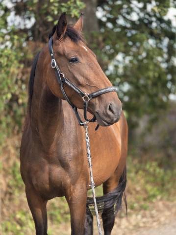 Merrie Franse draver  Te koop 2023 Donker bruin / bai