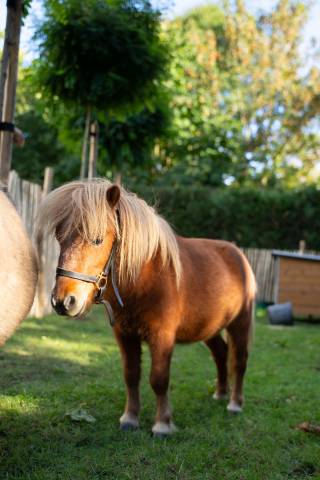Dekhengst Shetland Te koop 2024 Bruin