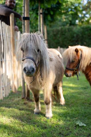 Merrie Shetland Te koop 2013 Schimmel