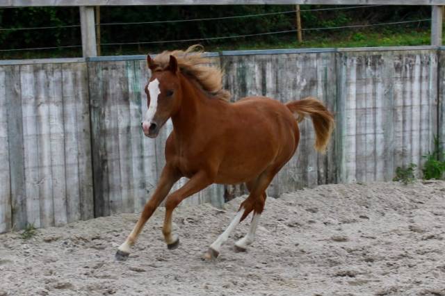 Merrie Franse rijpony PFS Te koop 2025 Vos ,  Very star kerveyer