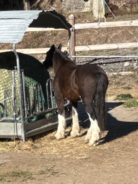 Merrie Gypsy Cob Te koop 2010 Donker bruin / bai
