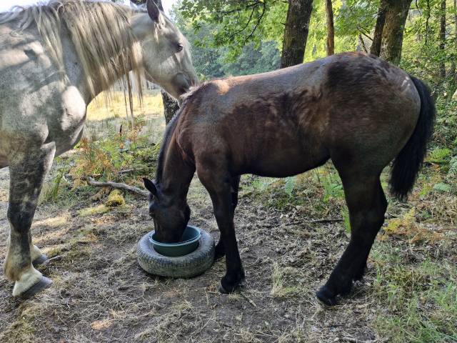 Veulen (vr) Percheron Te koop 2026 Zwart ,  VIADUC DU BUAT