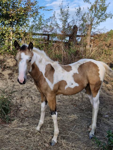 Veulen (vr) Paint Horse Te koop 2026 Bontzwart ,  EMH TITANS STARFIRMIN